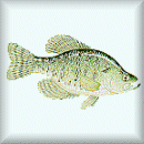 freshwater fish