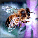 insect