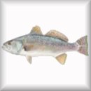 saltwater fish