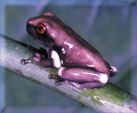 poison dart frogs