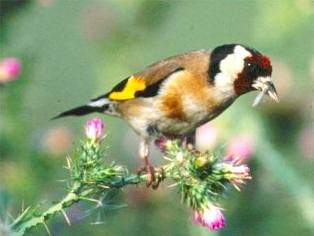 Goldfinch