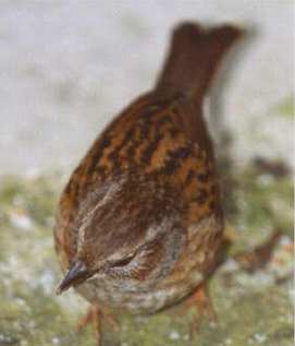 Hedge Sparrow