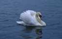 Mute Swan