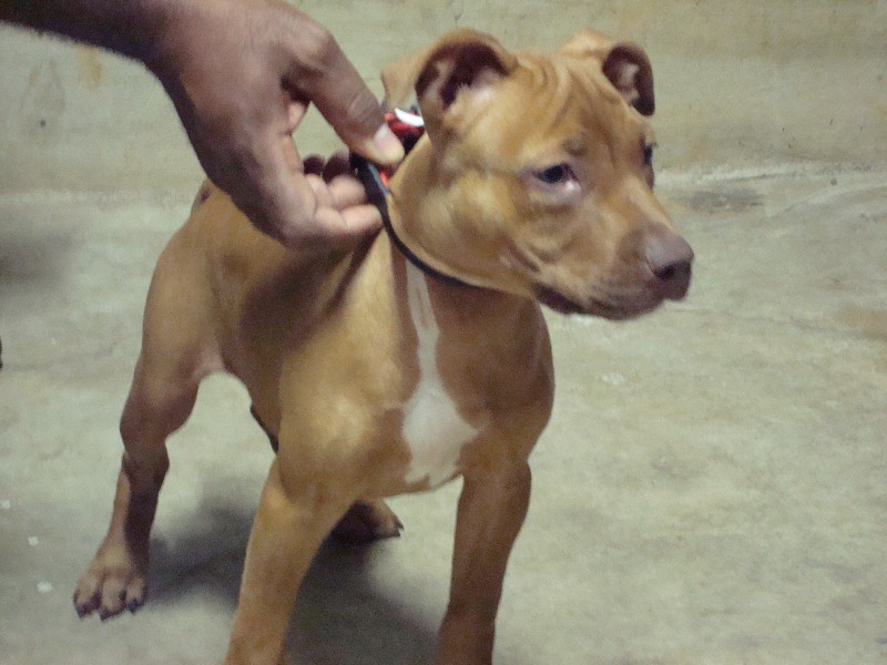 Inner City Kennels