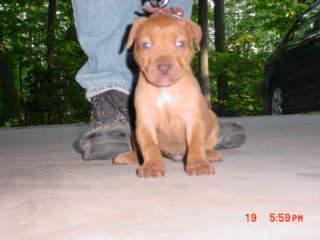 pups