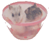 Species of Hamsters