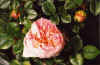 Abraham Darby.jpg (26489 bytes)