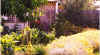Debras_garden2.jpg (30756 bytes)