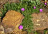 Delosperma.JPG (106916 bytes)