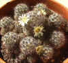 M. prolifera.JPG (103178 bytes)