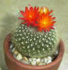 Parodia hasselbergii.JPG (66893 bytes)