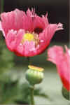 Peony Poppy Pink.jpg (18662 bytes)