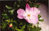 Rosa Nitida.jpg (22479 bytes)