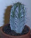 unknown.JPG (8287 bytes)