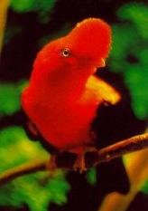 Gallito de las Rocas (Rupicola Peruviana)