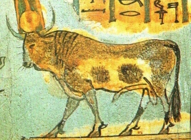 A painting from the 21st Dynasty Theban priest shows the Apis bull, worshipped as a manifestation of Ptah, and also identified with Osiris.