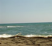 Montalto di Castro