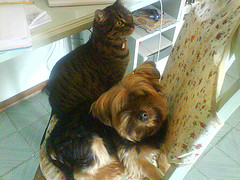 inseparabili pesti