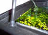 IM000600.jpg (55592 byte)
