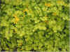 Lysimachia.jpg (53280 byte)