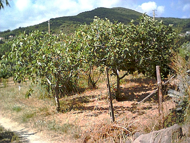 foto frutteto