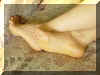 Bet11.jpg (61480 byte)