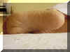 Bet20.jpg (147302 byte)