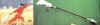alabarda_fless.jpg (16651 byte)