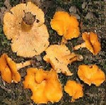 galletti