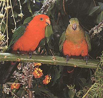 Alisterus scapularis