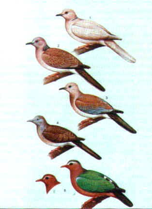 Da "Cage & Aviary Birds" di Richard Mark Martin - Collins