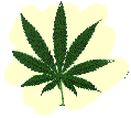 Siti antiproibizionisti e 
di informazione sull'uso
medico della cannabis