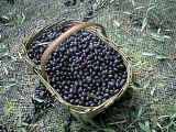 olive in salamoia