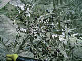 olio oliva