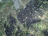 olive salate