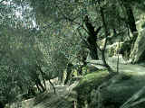 olio extravergine oliva