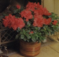 AZALEA