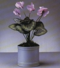 CYCLAMEN