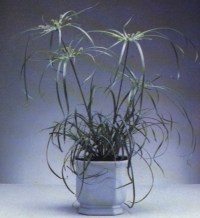 CYPERUS