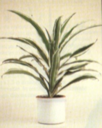 DRACENA