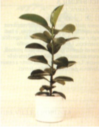 FICUS ELASTICA