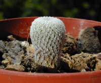 minEpit-micro_09072000.1.jpg (11821 byte)