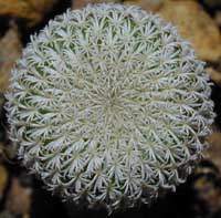 minEpit-micro_09072000.2.jpg (17463 byte)