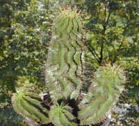 minEuph-hor_23092000.2.jpg (18220 byte)