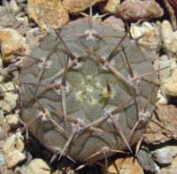 minGymno-aster_09072000.1.jpg (16787 byte)