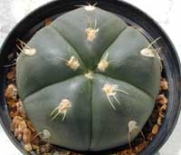 minGymno-den_23092000.1.jpg (11438 byte)