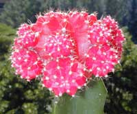 minGymno-hibo_10062000.1.jpg (14916 byte)