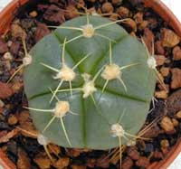 minGymno-hor_02092000.1.jpg (14957 byte)