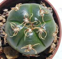 minGymno-jub_03092000.1.jpg (15055 byte)