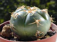 minGymno-jub_10092000.2.jpg (11294 byte)